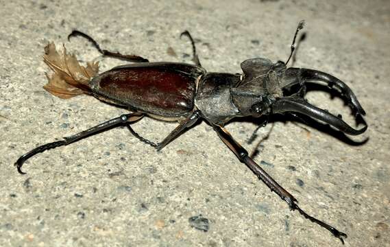 Plancia ëd Lucanus maculifemoratus Motschulsky 1861