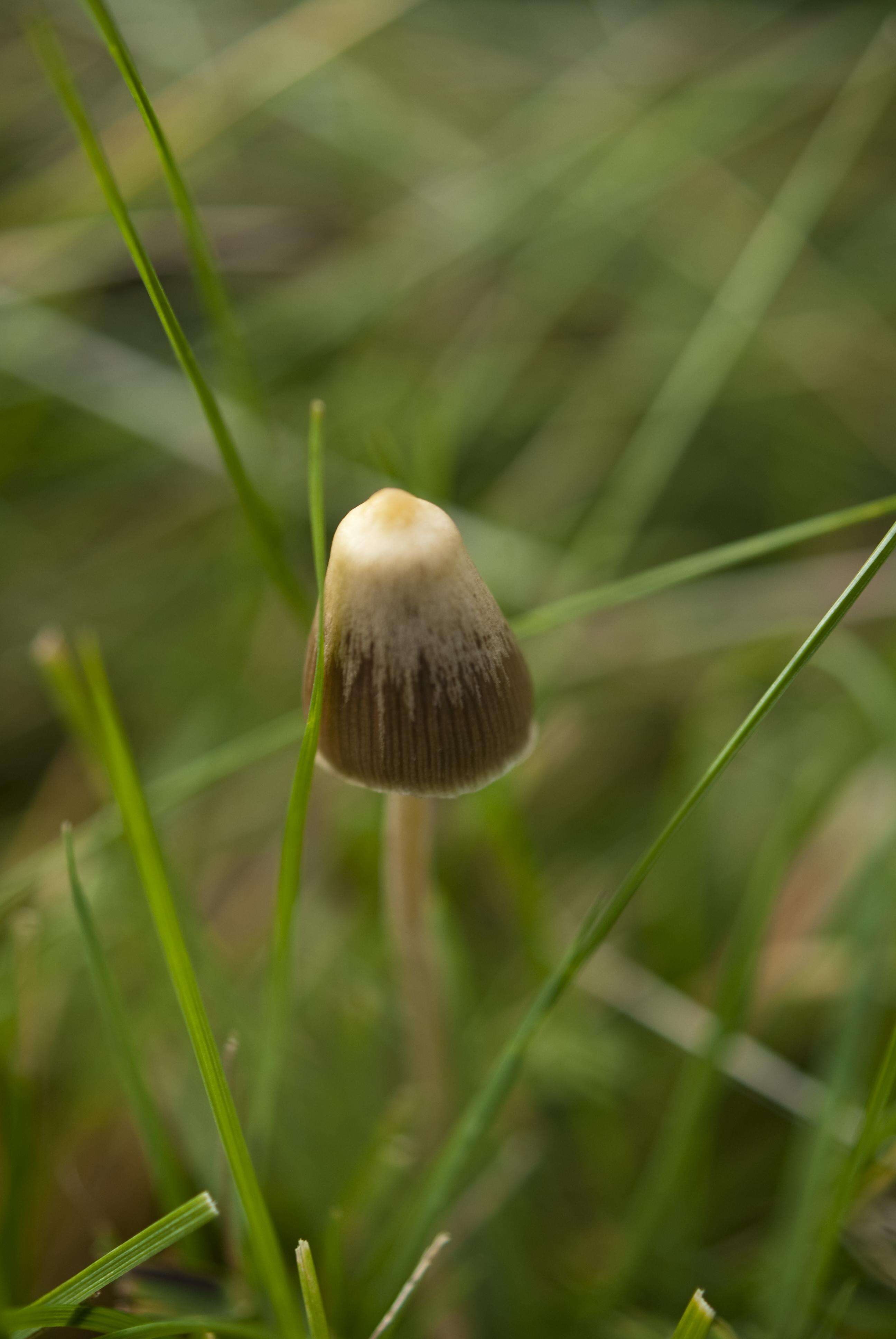 Plancia ëd Psilocybe semilanceata (Fr.) P. Kumm. 1871