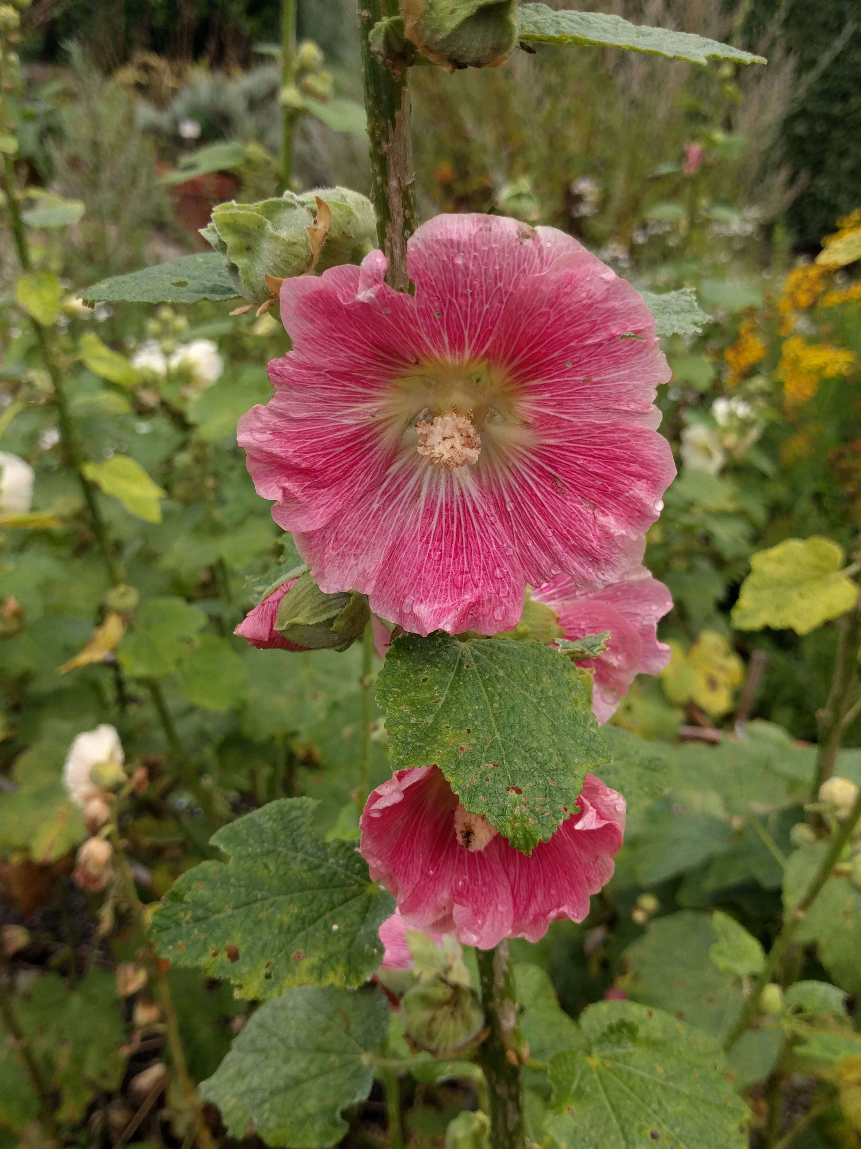 Image of hollyhock