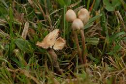 Plancia ëd Psilocybe semilanceata (Fr.) P. Kumm. 1871