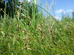 Image of quaking-grass sedge