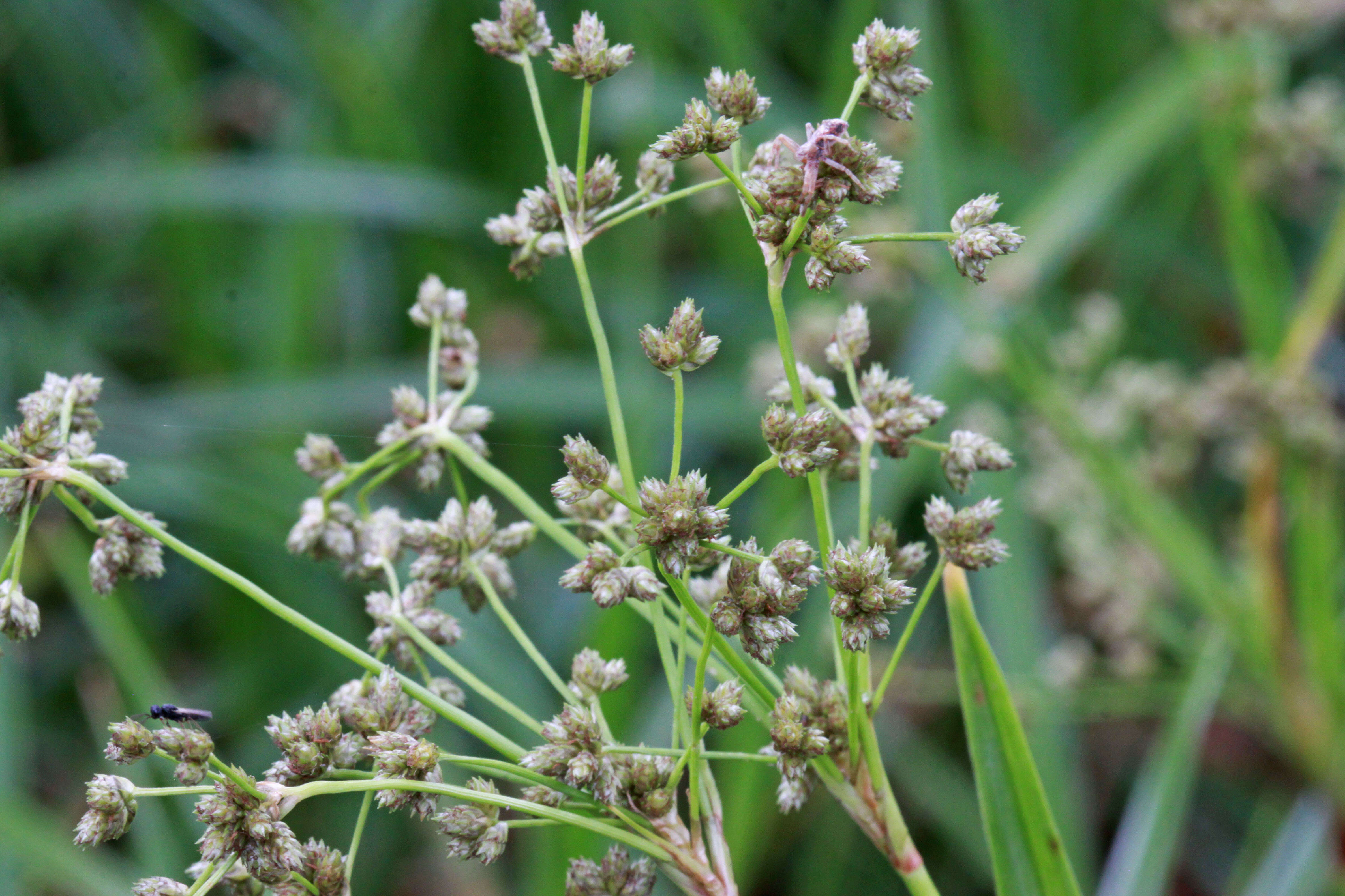 Image of panicled bulrush