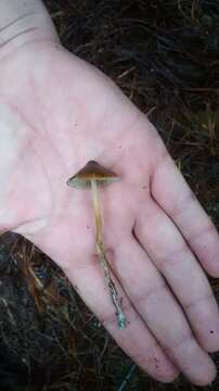 Image of Psilocybe aucklandiae Guzmán, C. C. King & Bandala 1991