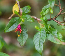 Imagem de Fuchsia excorticata (J. R. & G. Forst.) L. fil.