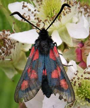 Image of Zygaena lonicerae Scheven 1777