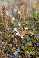 Image of Leucopogon fraseri A. Cunn. ex DC.