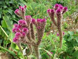 Imagem de Celosia argentea L.