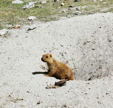 Image of Himalayan Marmot