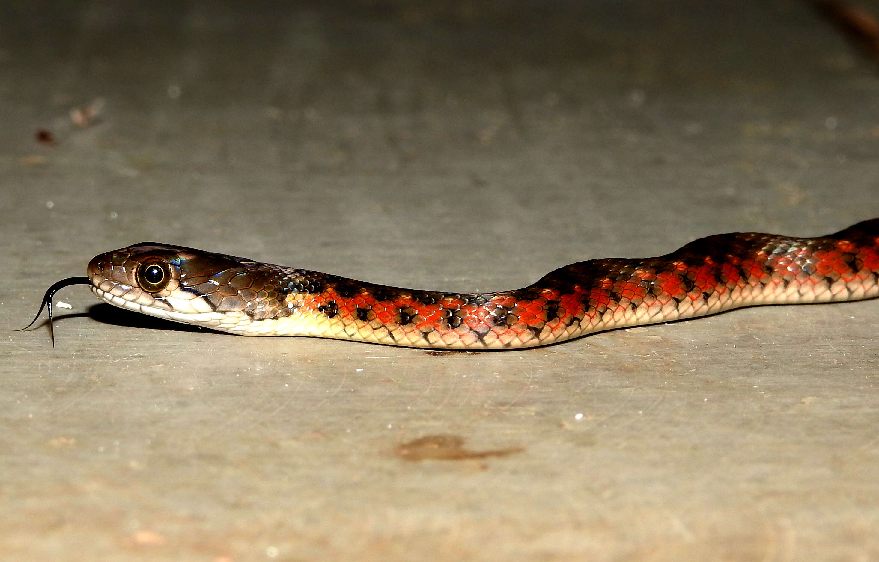 Image of Checkered Keelback Snake