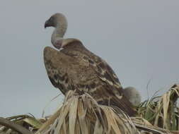 Image of Rueppell's Griffon