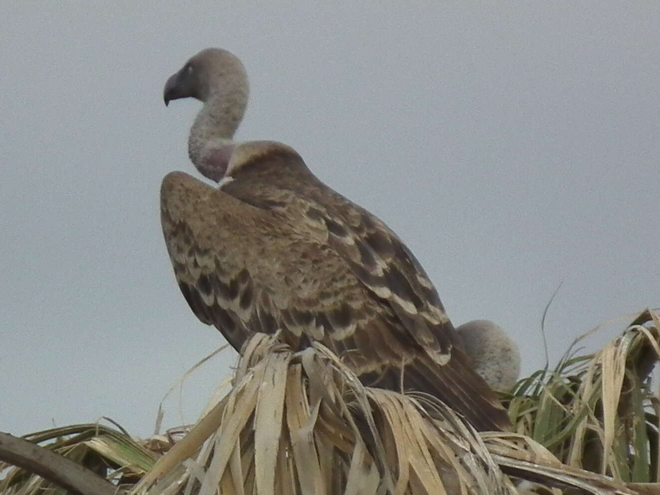 Image of Rueppell's Griffon