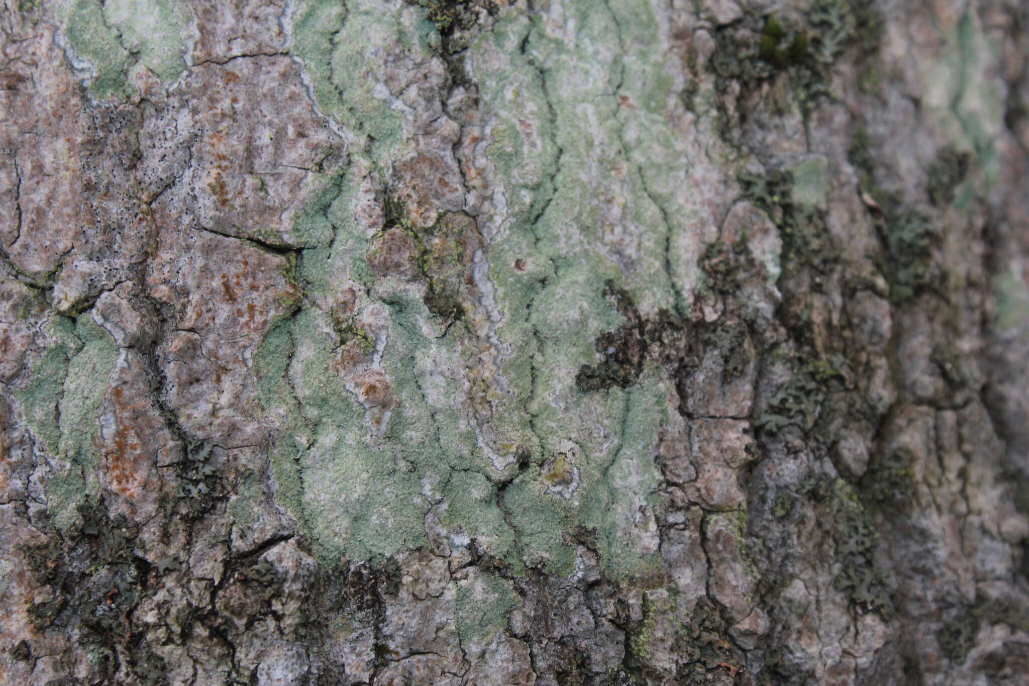 Image of Lecanora thysanophora