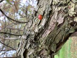 Imagem de Malus sieboldii (Regel) Rehd.