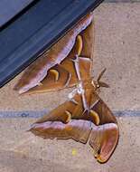 Image of Ailanthus Silkmoth