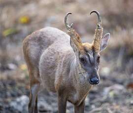 Image of Barking Deer