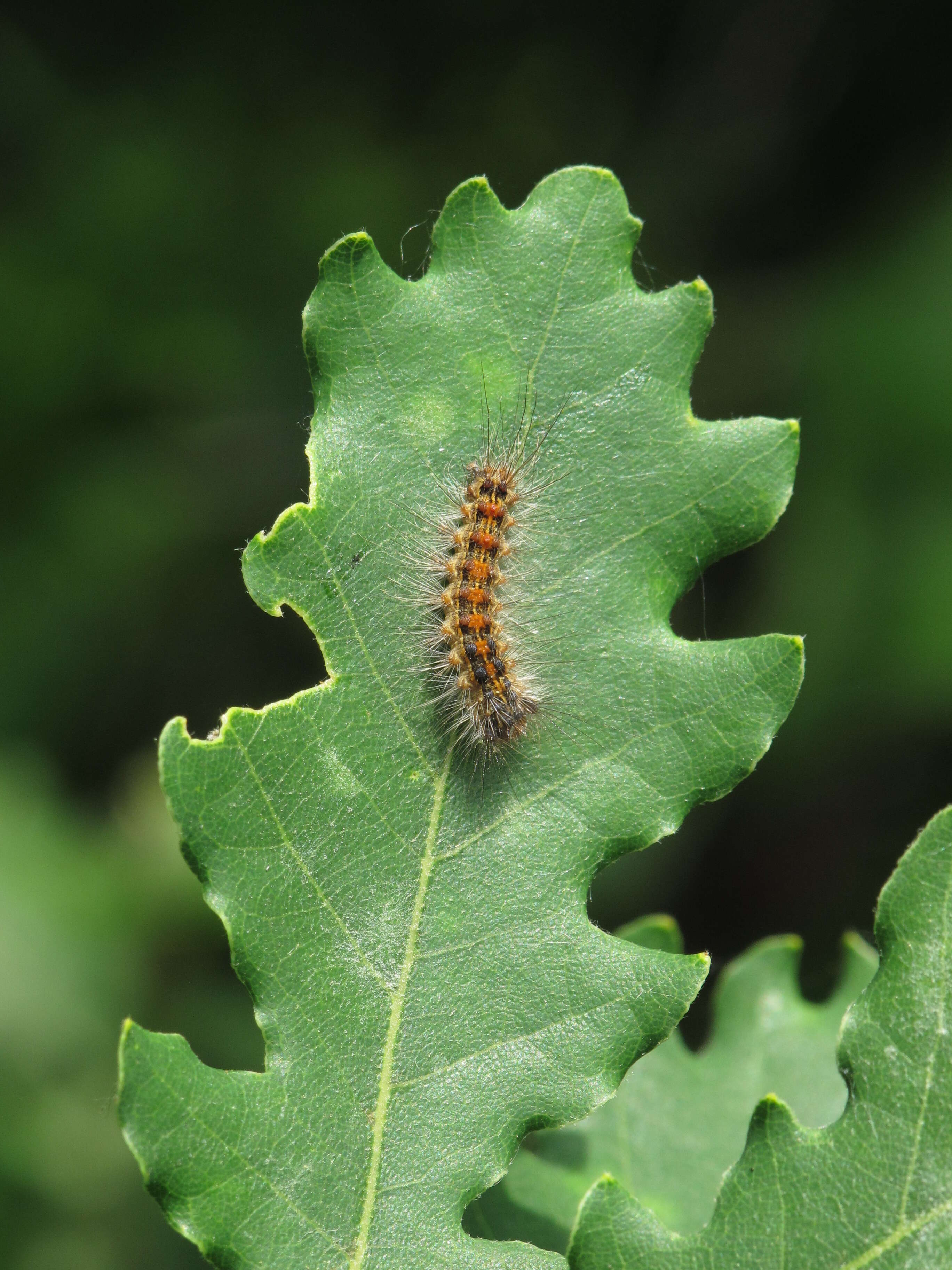 Image of gypsy moth