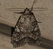 Image of Great Gray Dart; Great Brocade