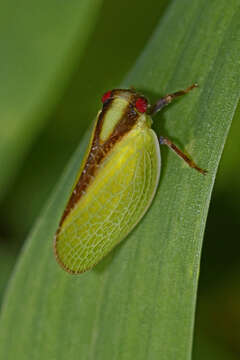 Image of Two-striped Planthopper