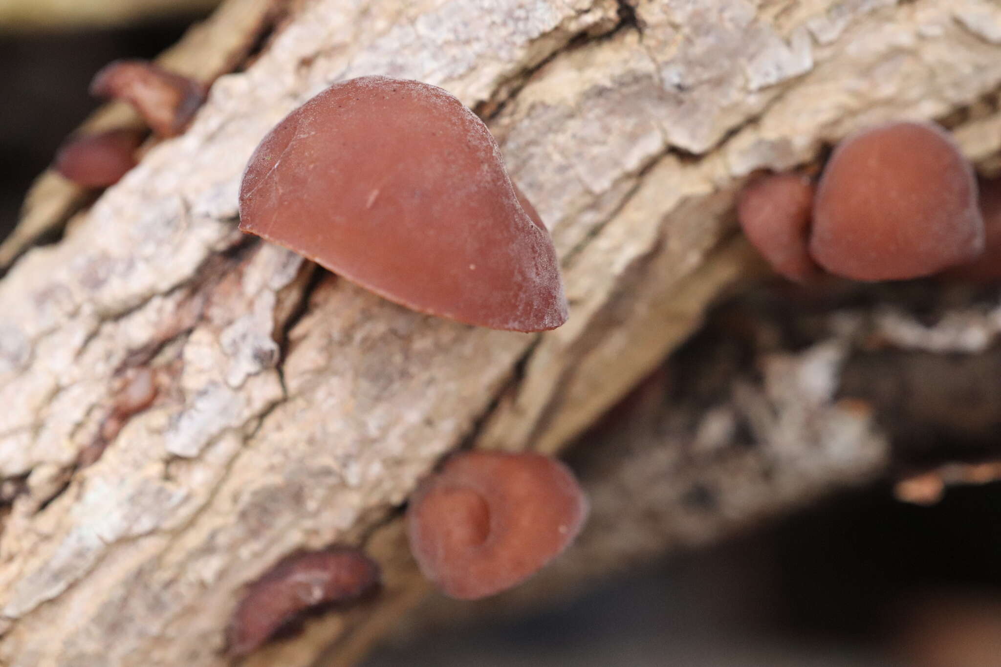 Image of ear fungus