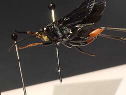 صورة Ceropales bipunctata