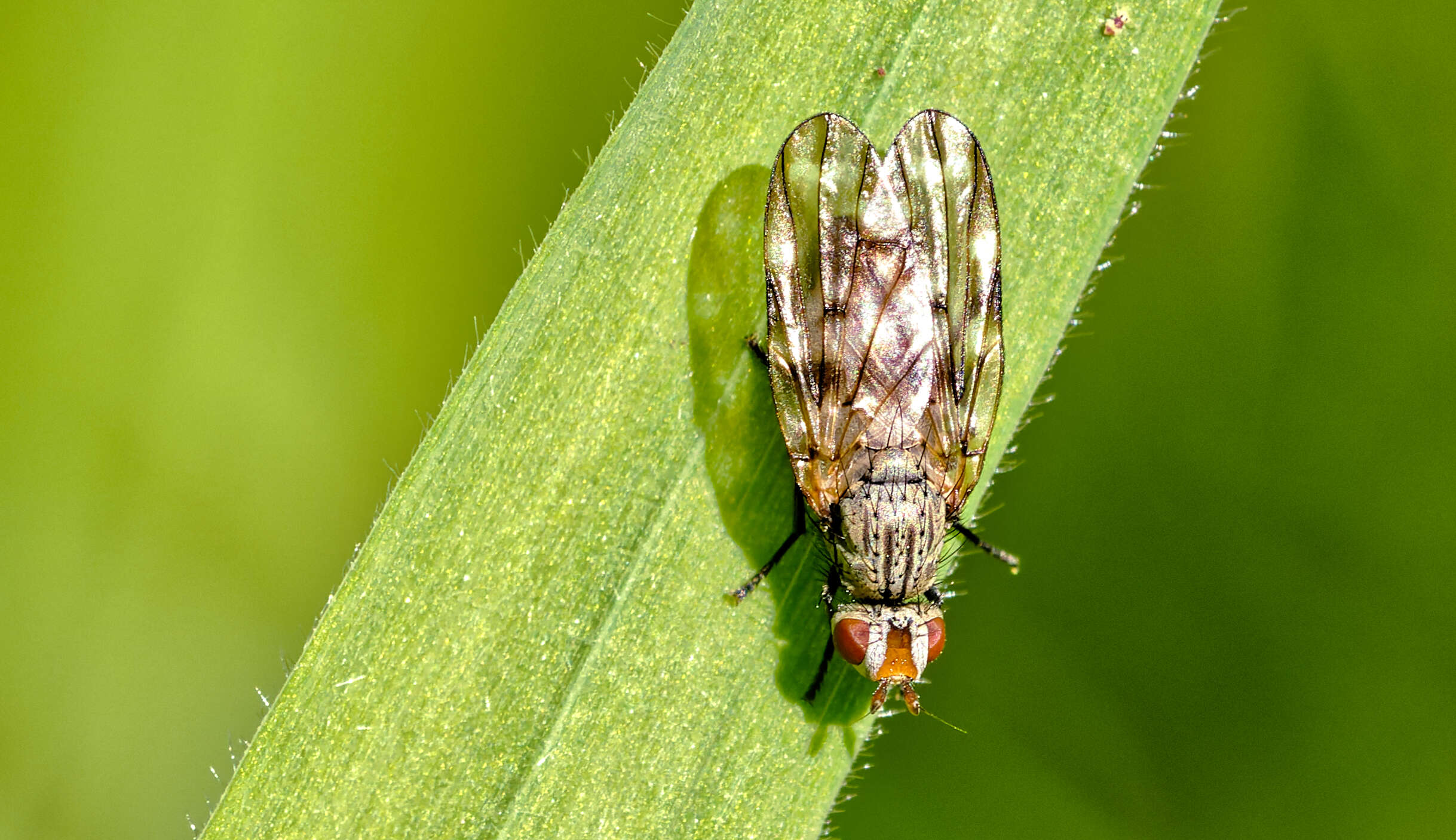 Image of picture-winged flies