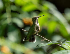 Image of Ruby-throated Hummingbird