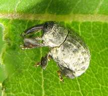 Image of Milkweed Stem Weevil