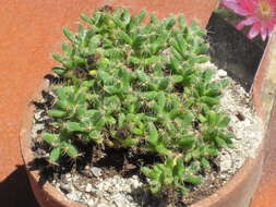 Image of Trichodiadema densum (Haw.) Schwant.