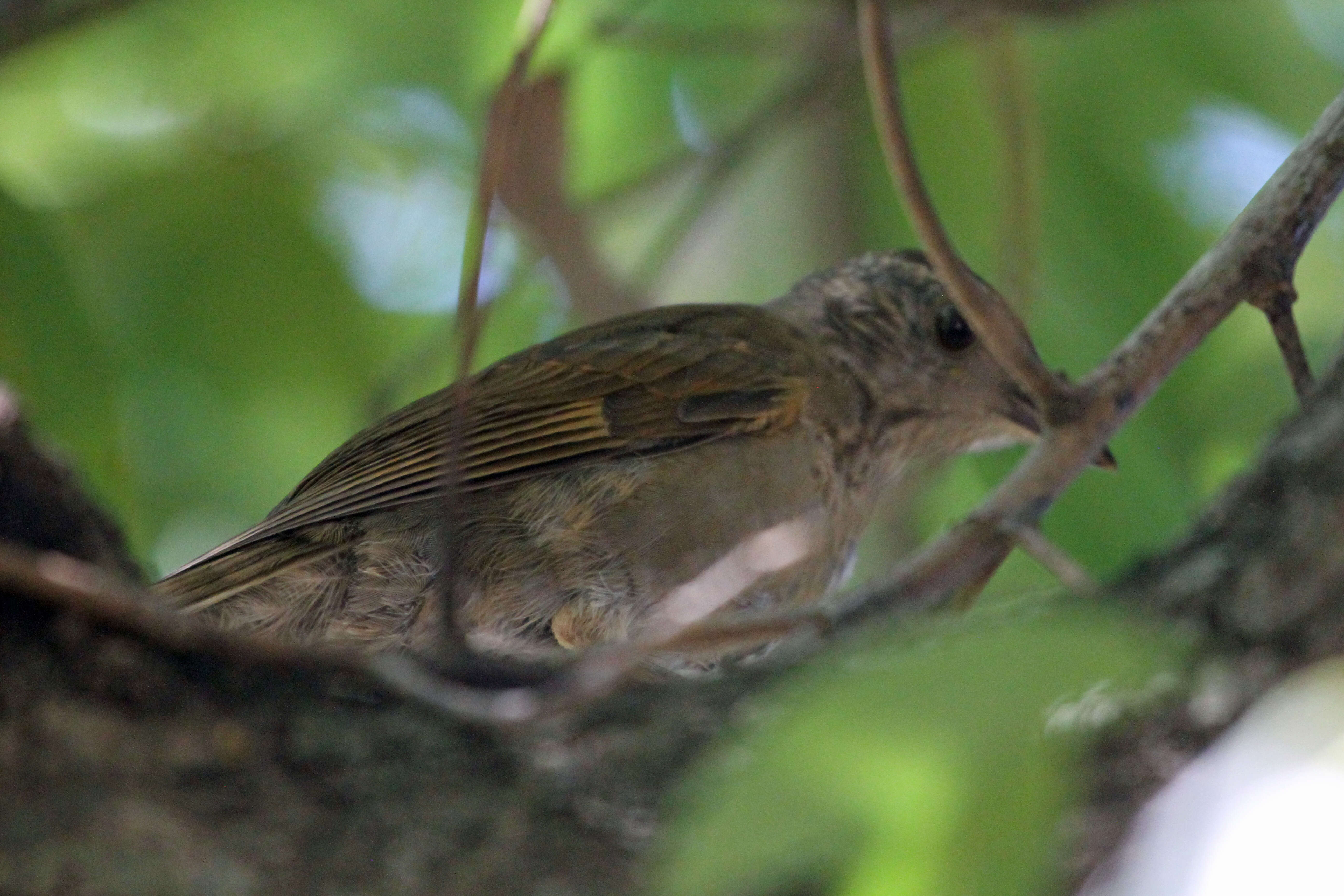 Image of Pale-breasted Thrush