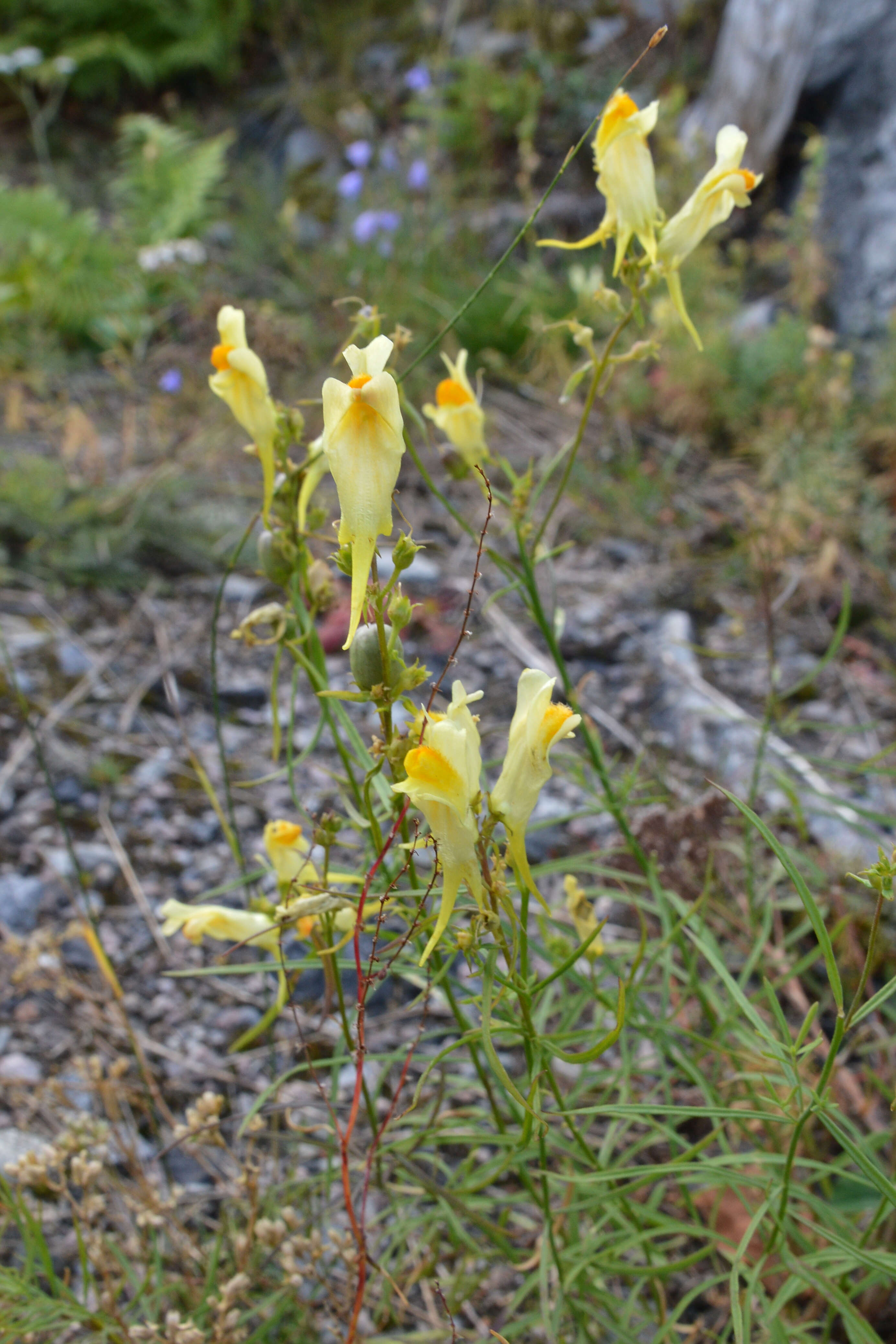 Image of Common Toadflax