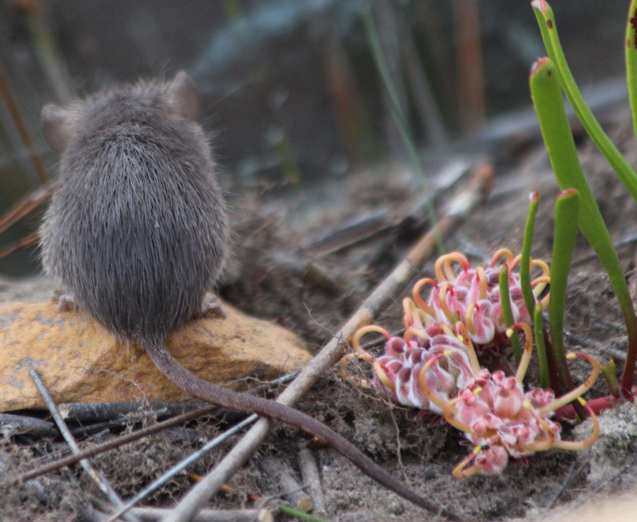 Image of Cape Spiny Mouse