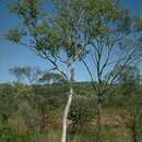 Image of Corymbia gilbertensis (Maiden & Blakely) K. D. Hill & L. A. S. Johnson