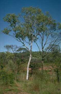 Слика од Corymbia gilbertensis (Maiden & Blakely) K. D. Hill & L. A. S. Johnson