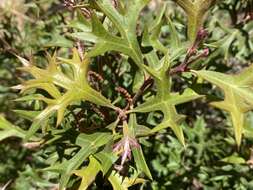 Image of Grevillea ramosissima Meissn.