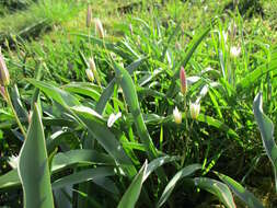 Image of Tulipa turkestanica (Regel) Regel