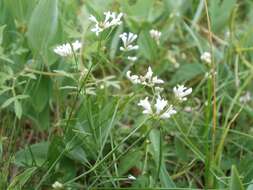 Image of squinancywort