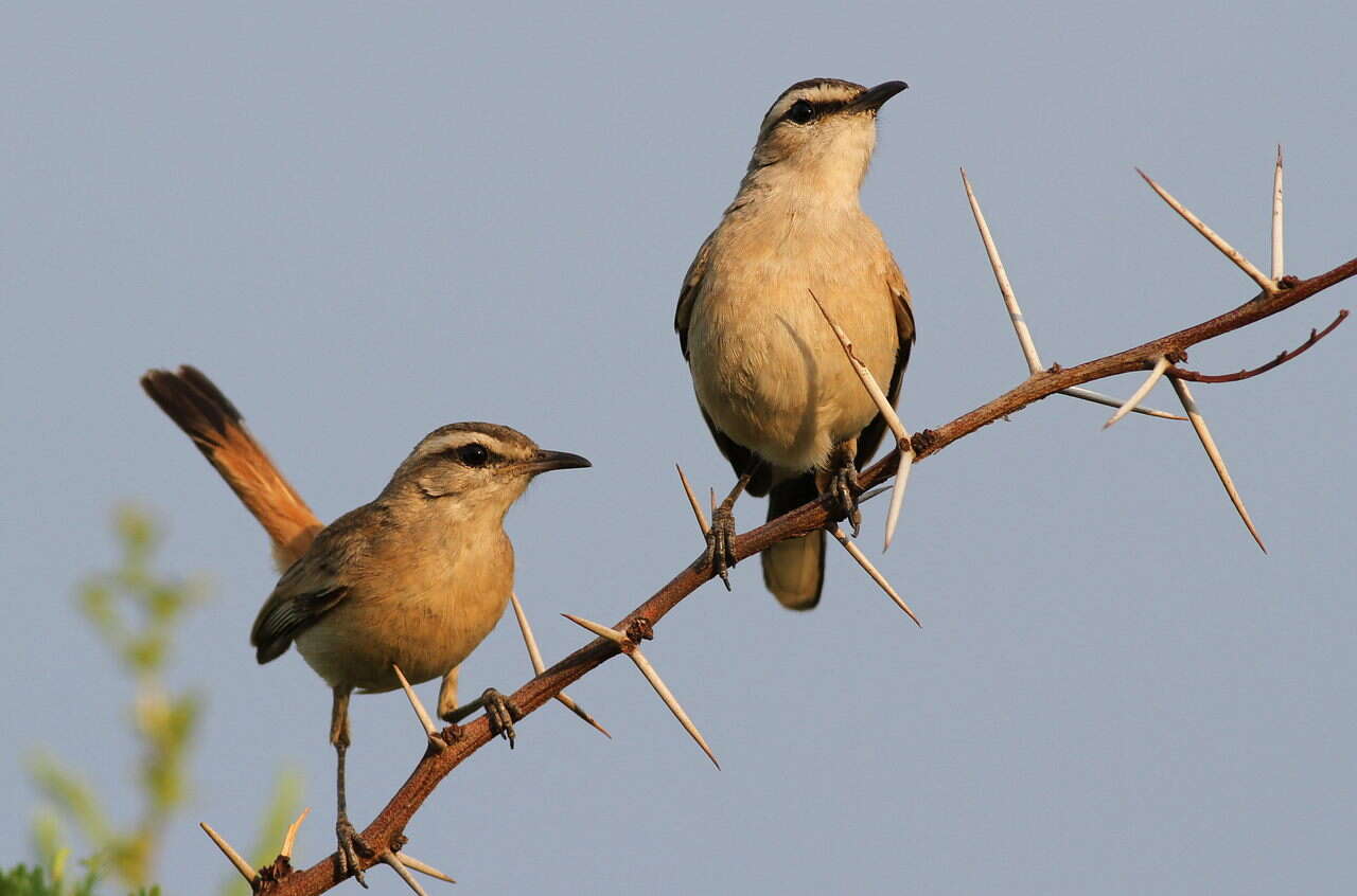 Image of Kalahari Scrub Robin