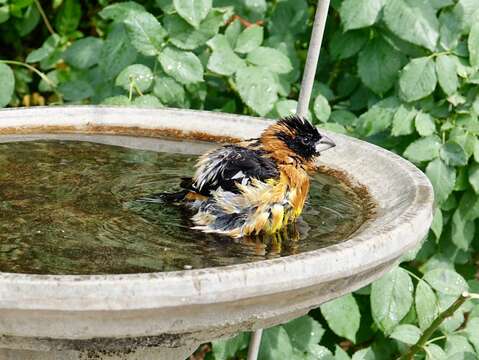 Image of Black-headed Grosbeak