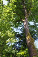 Image of bigleaf maple