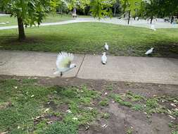 Image of Sulphur-crested Cockatoo