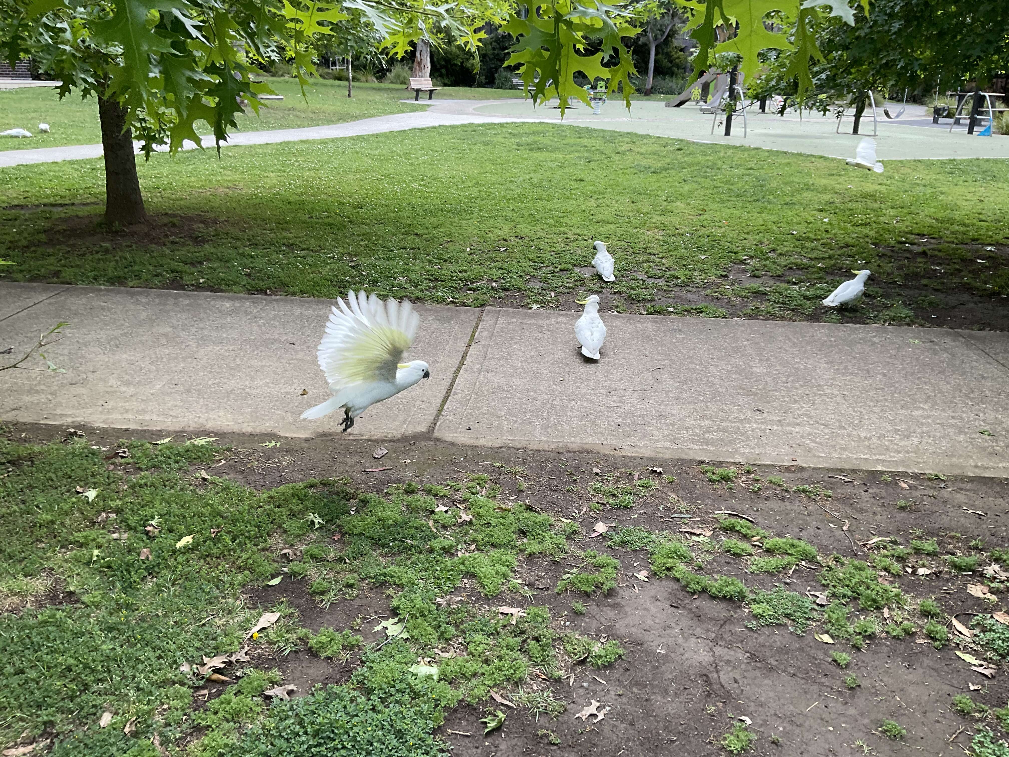 Image of Sulphur-crested Cockatoo