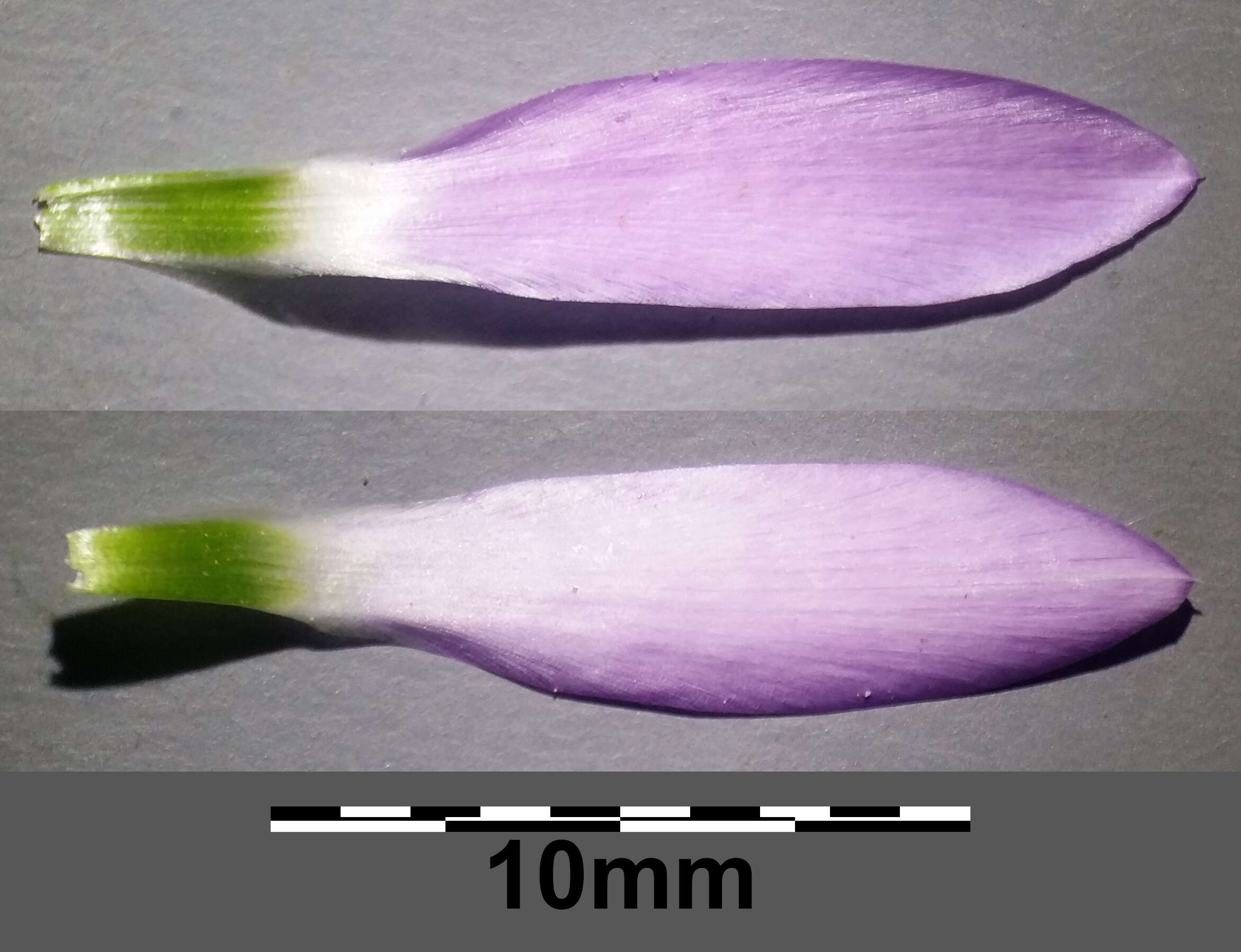 Xeranthemum annuum L. resmi