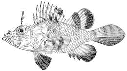 Image of Pteroidichthys