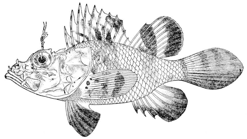 Image of Pteroidichthys