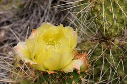 Image of Panhandle Prickly-pear