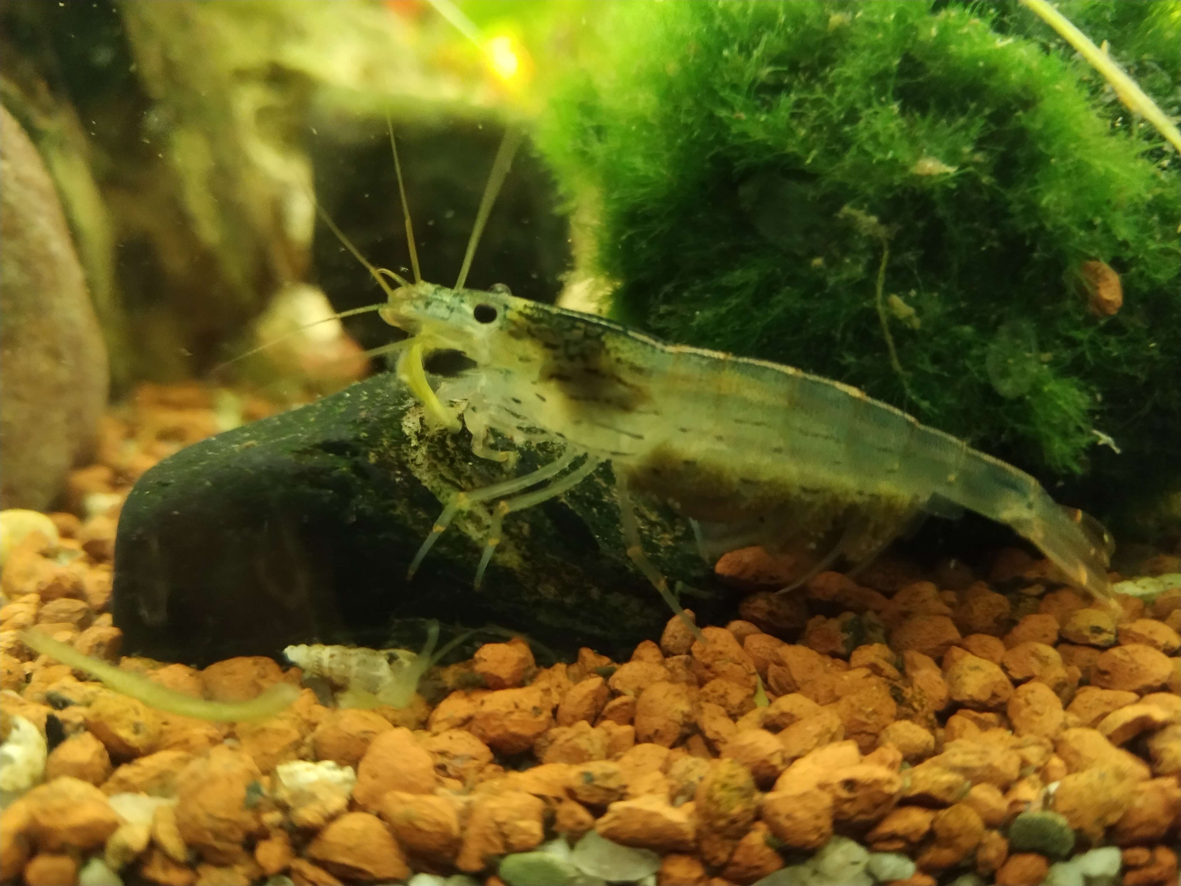 Image of Caridina multidentata