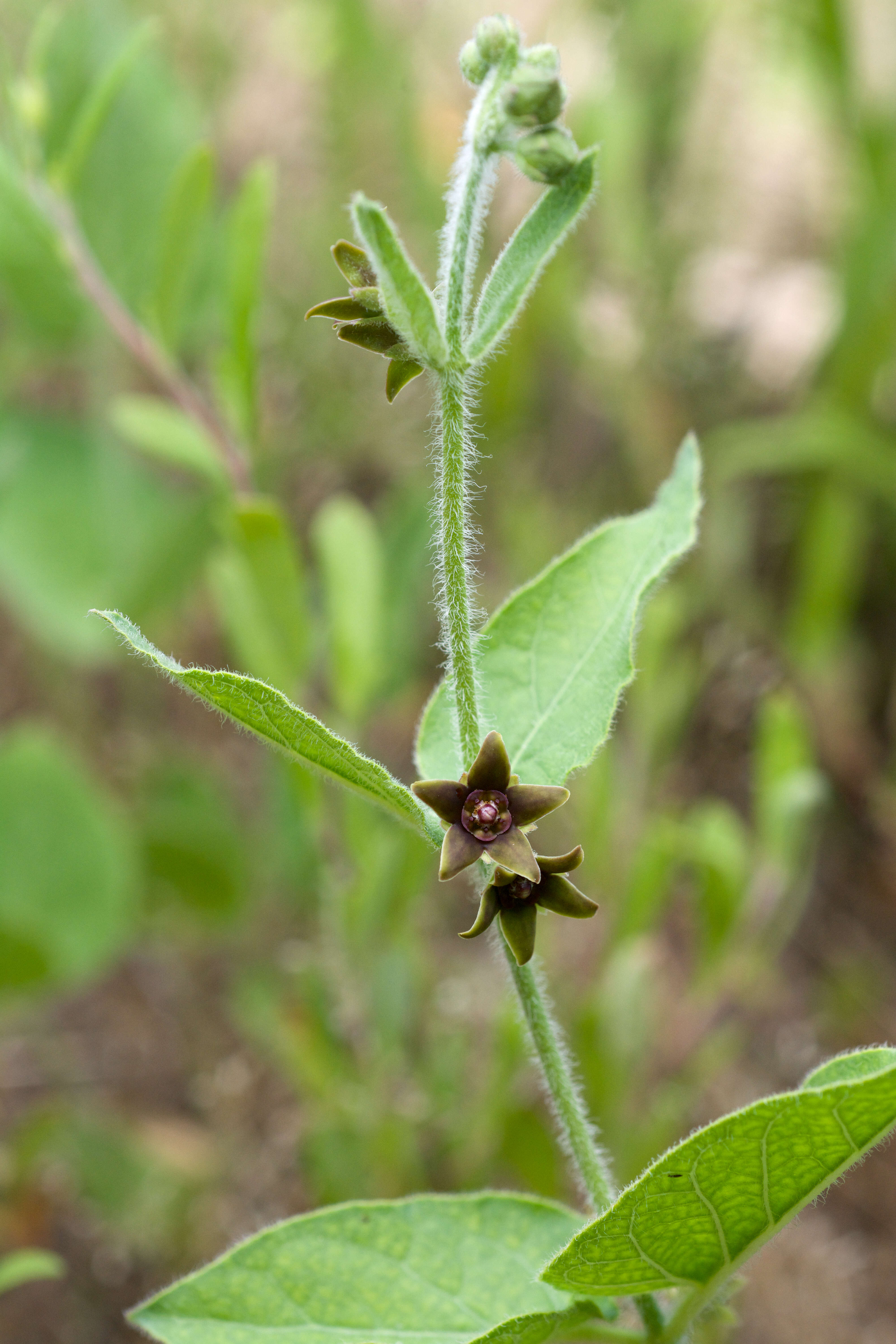 Image of milkvine