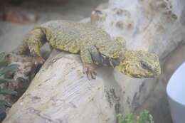 Image of Saharan spiny-tailed lizard