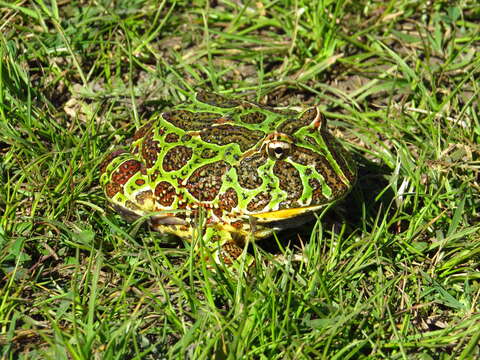 Imagem de Ceratophrys ornata (Bell 1843)