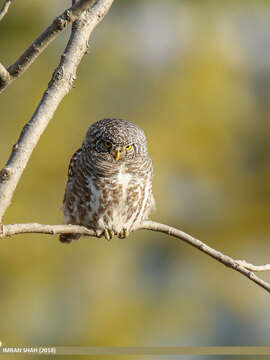 Image of Collared Owlet